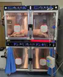 real Life application of the Aeolus 2008 ICU oxygen cages for animals